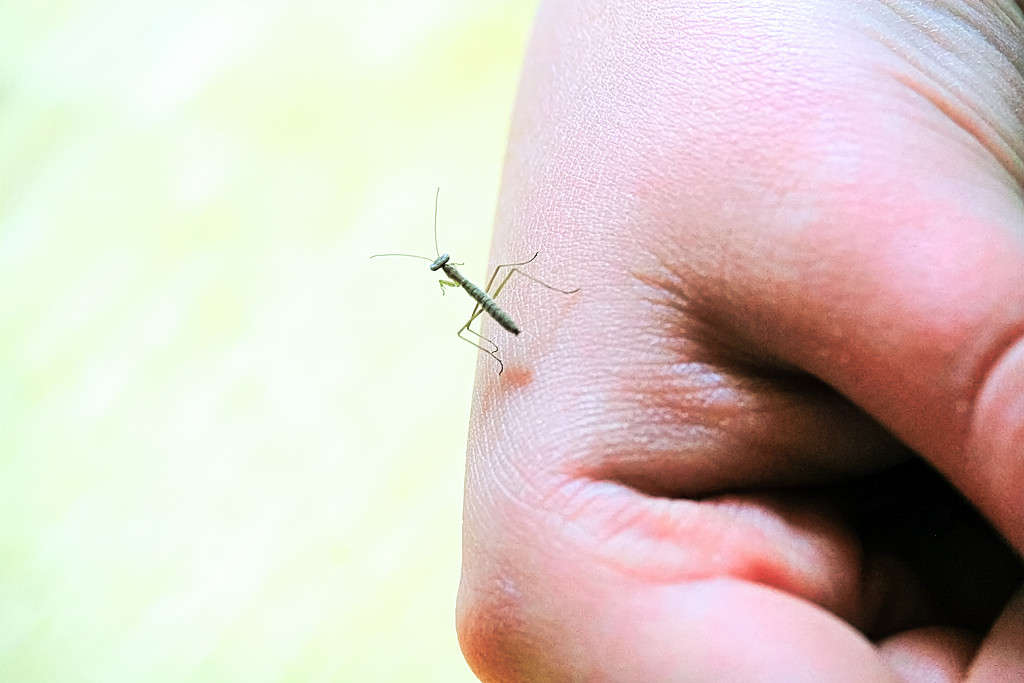 A tiny praying mantis on a hand