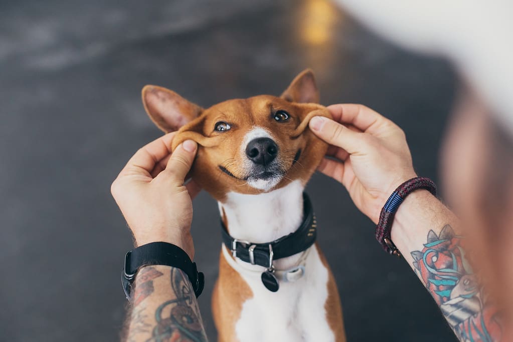 Owner plays with his dog, making him smiling