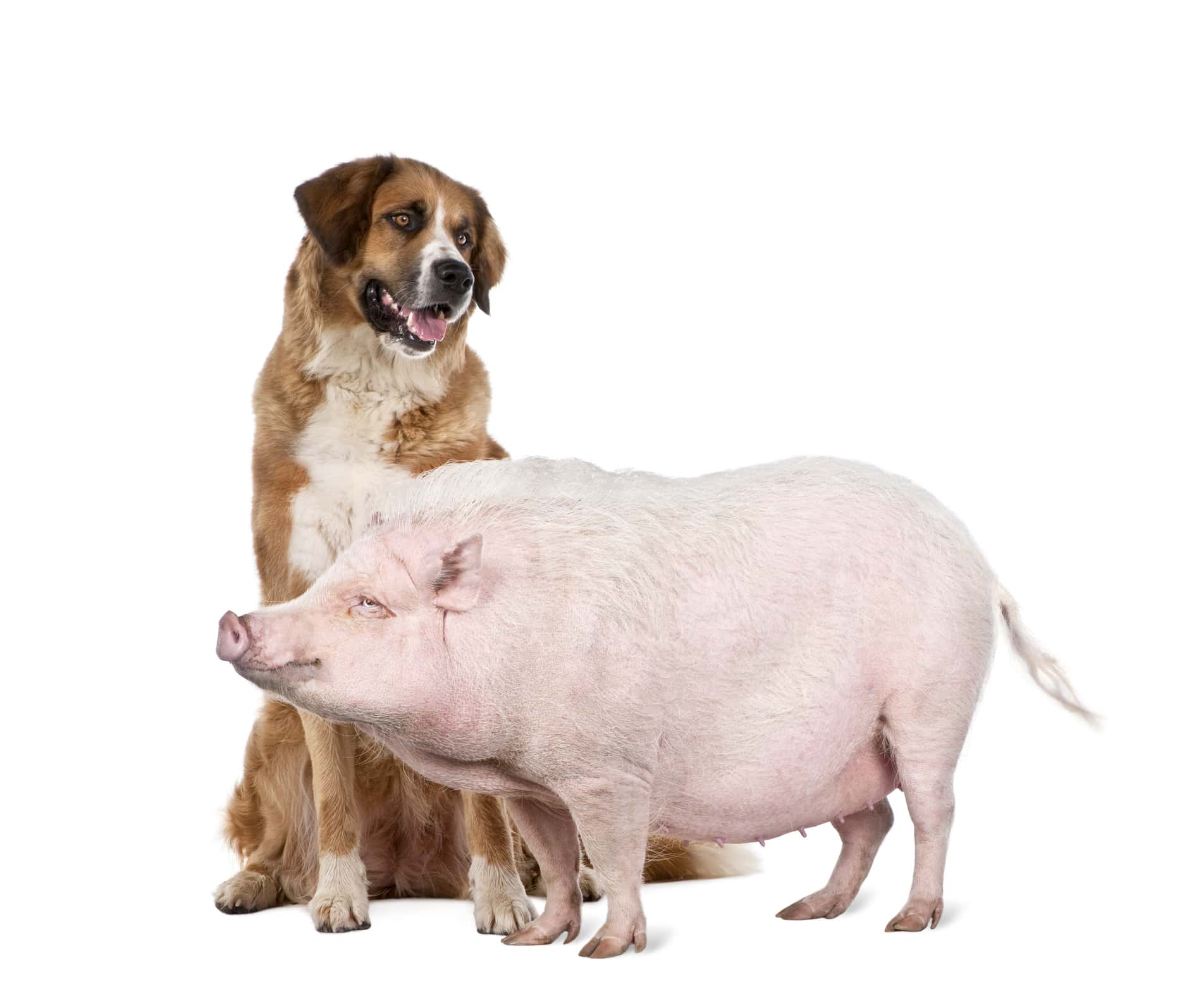 Gottingen minipig and dog standing in front of white background