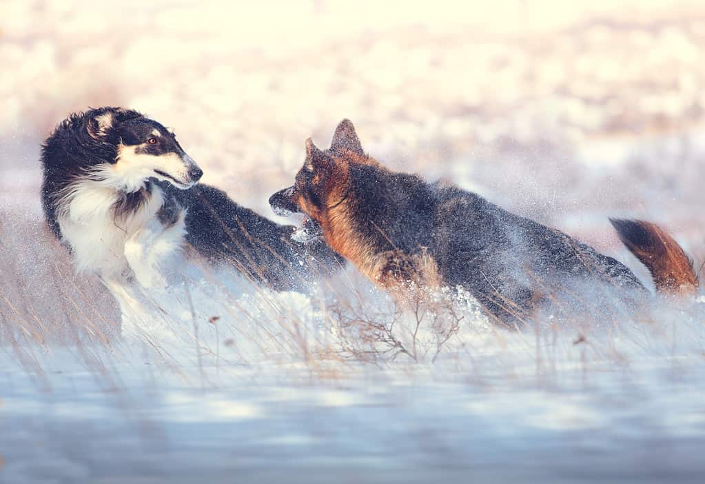 Two dogs playing on the snow