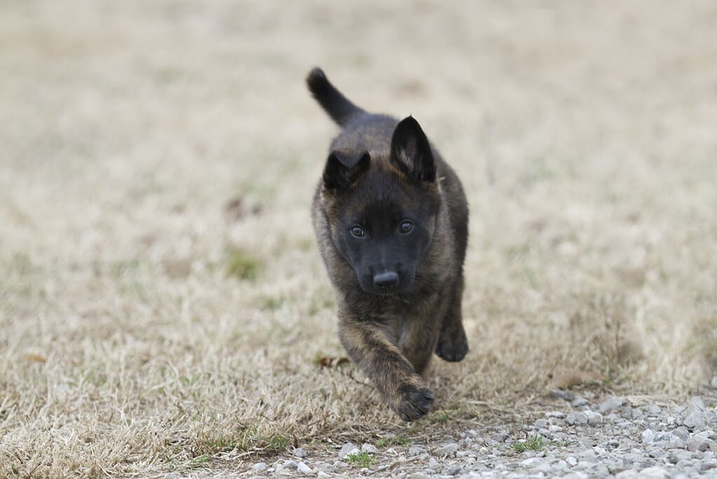 Dutch Shepherd puppy running