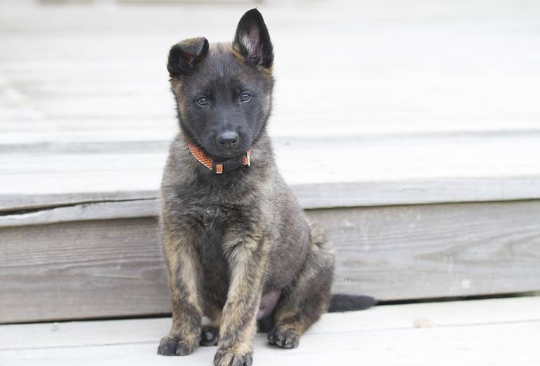 Dutch Shepherd puppy with orange collar portrait