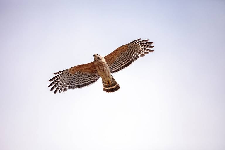 Red shouldered Hawk Buteo lineatus