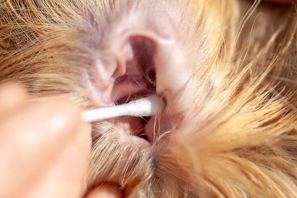 A person cleaned an ear from a shetland sheepdog
