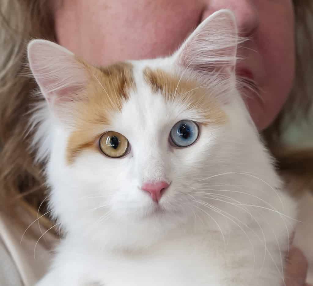 Turkish Van cat with heterochromia iridium