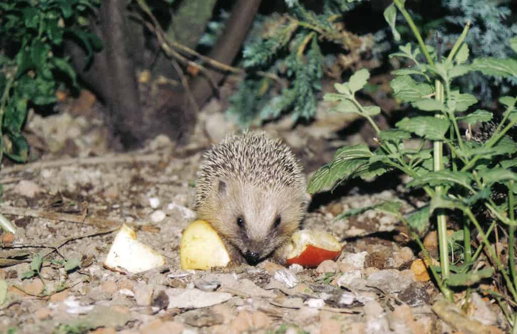Hedgehog (Erinaceus europaeus), 55294 Bodenheim, Germany