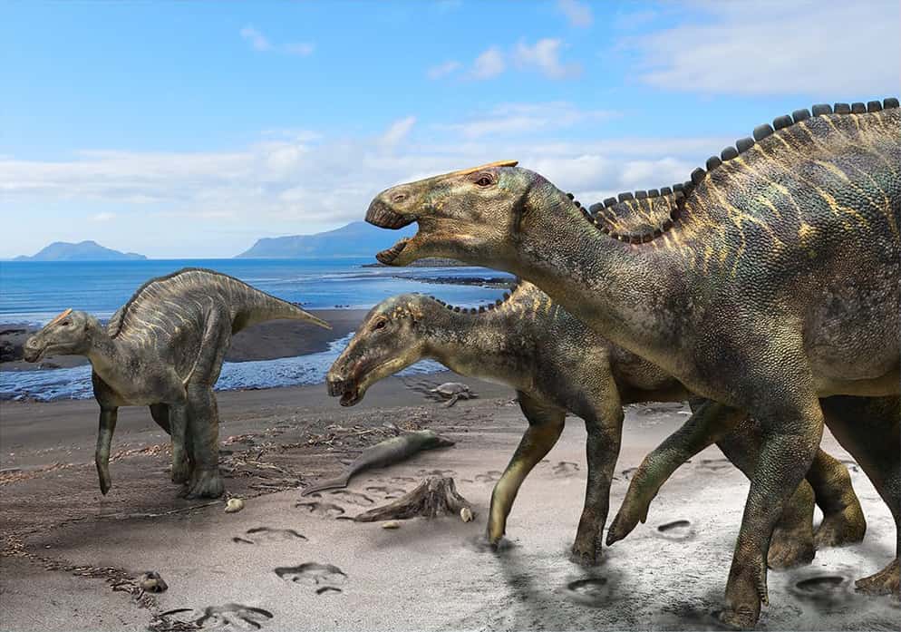 	Life reconstruction of Kamuysaurus japonicus gen. et sp. nov. with a carcass of a mosasaur (Phosphorosaurus ponpetelegans), a sea turtle (Mesodermochelys undulates), and shells of ammonoids (Patagiosites compressus and Gaudryceras hobetsense) and bivalves (Nannonavis elongatus) on the beach (above). The individual of Kamuysaurus in the foreground is reconstructed based on the assumption of the presence of a supracranial crest, similar to a sub-adult form of Brachylophosaurus. The individual behind it is reconstructed without the crest.