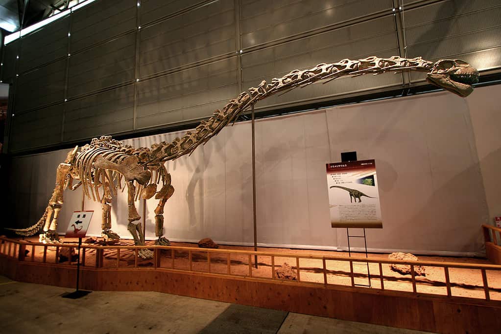 Klamelisaurus skeleton