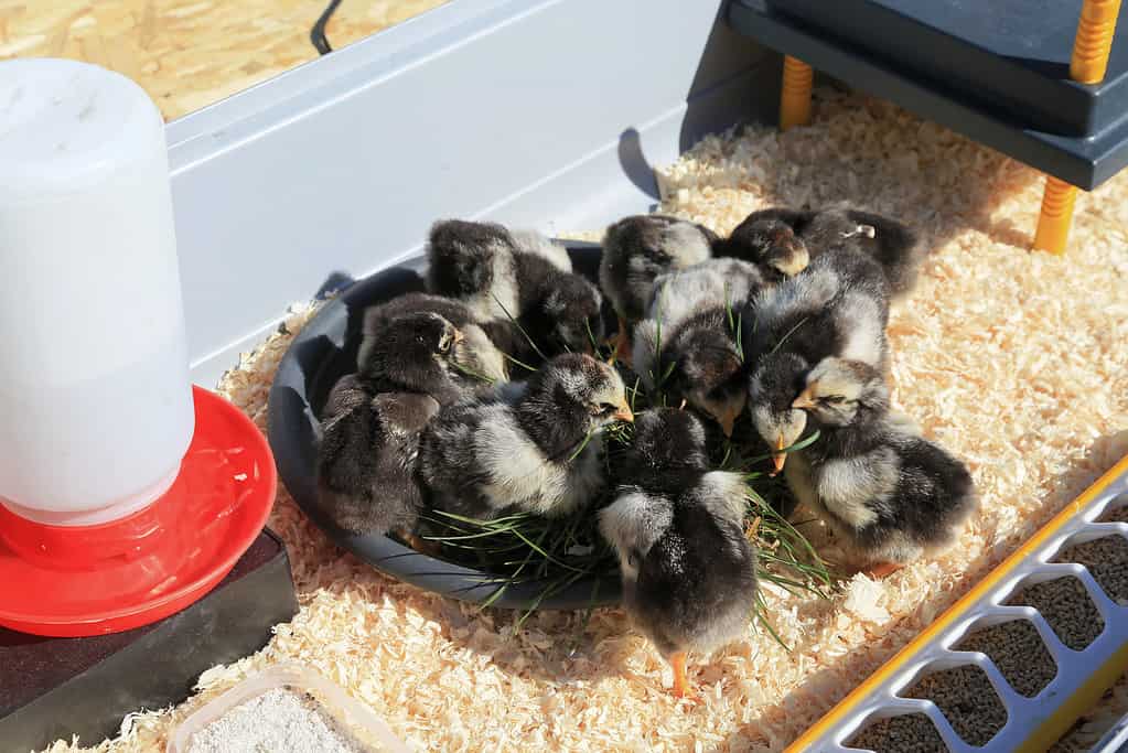 Silver laced Wyandotte chicks in their feeding dish.
