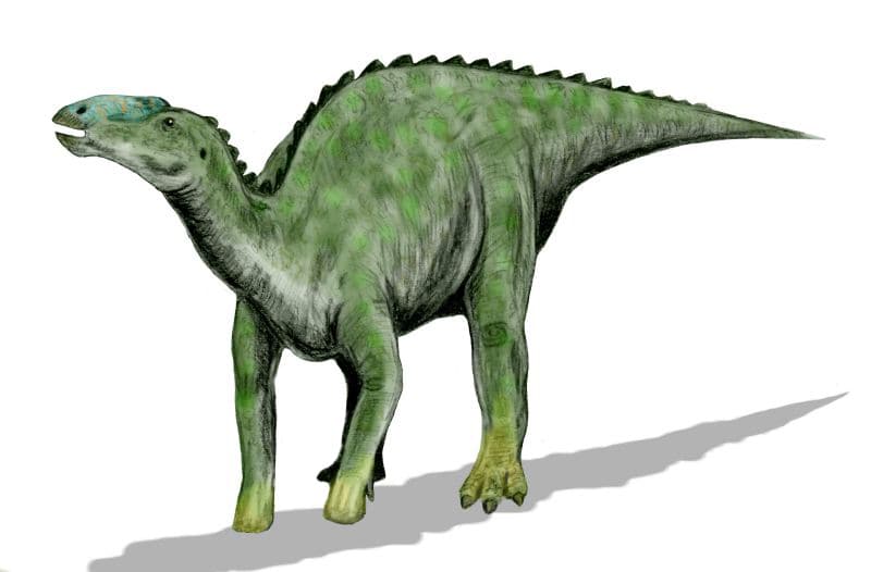 Kritosaurus navajovius, an hadrosaur from the Late Cretaceous of North America, pencil drawing. Head after skull reconstruction per the following reference: Kirkland, James I.; Hernández-Rivera, René; Gates, Terry; Paul, Gregory S.; Nesbitt, Sterling; Serrano-Brañas, Claudia Inés; and Garcia-de la Garza, Juan Pablo (2006). "Large hadrosaurine dinosaurs from the latest Campanian of Coahuila, Mexico". in Lucas, S.G.; and Sullivan, Robert M. (eds.). Late Cretaceous Vertebrates from the Western Interior. New Mexico Museum of Natural History and Science Bulletin, 35. Albuquerque, New Mexico: New Mexico Museum of Natural History and Science. pp. 299–315.
