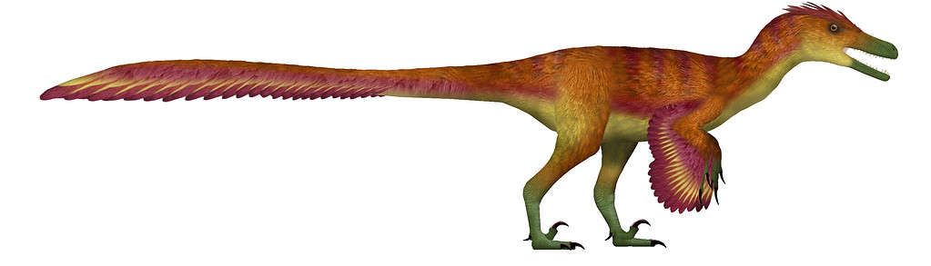 Kuru is a velociraptorine theropod from the Late Cretaceous of Central Asia. The species is named after Kurukullā, a Tibetan Buddhist deity associated with major life transitions. Kuru was around 2 m long, and 15 kg in body mass. Like other dromaeosaurs, Kuru was covered in feathers and had the characteristic enlarged sickle claw on the second toe of each foot. Its discovery demonstrated that closely related dinosaur species could coexist in the same region, and would tolerate each other despite competition.