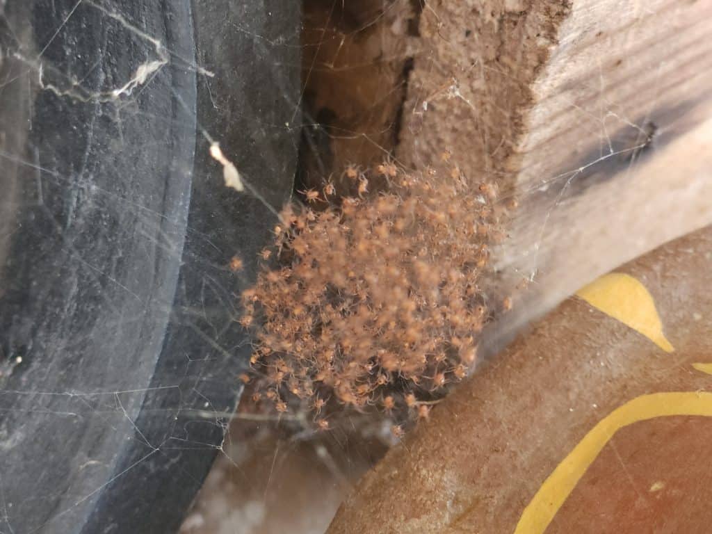 Latrodectus mactans (black widow) spiderlings