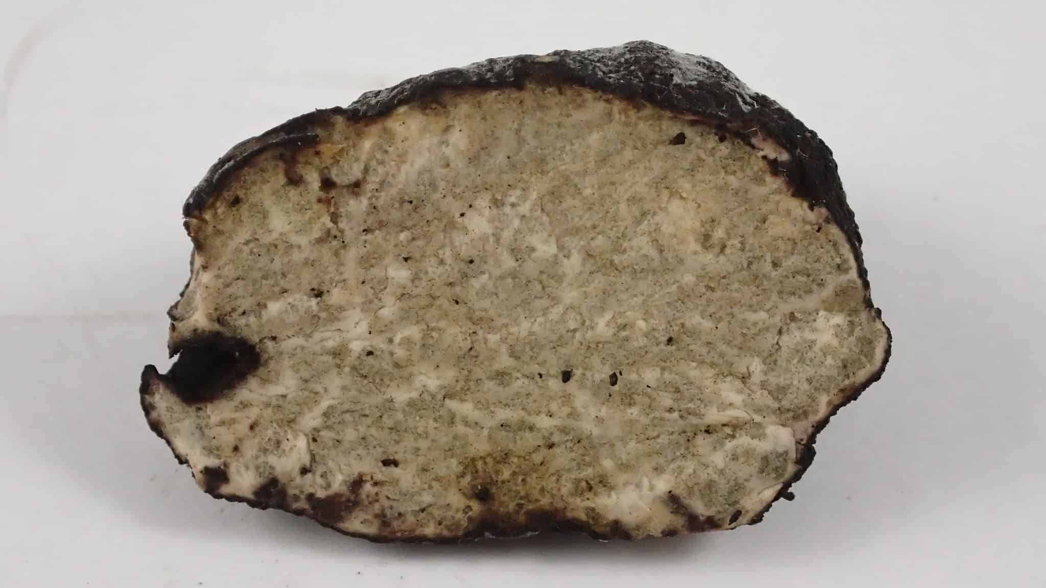 5 Types of Truffle Mushrooms AZ Animals