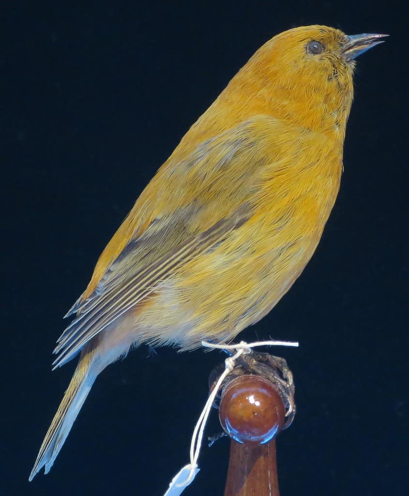 Example of a Maui 'akepa, a now extinct bird native to Hawaii.
