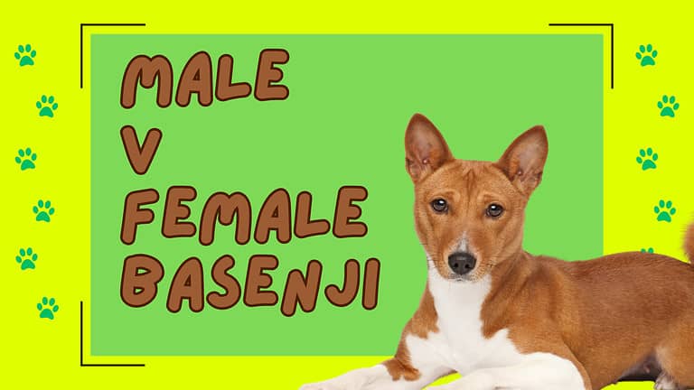 Male vs Female Basenji: # Key Differences