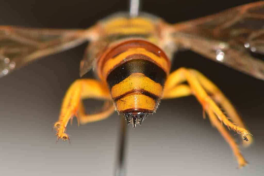 Male sand wasp - There are quite a few differences between the male and female. The male has a large projection below his abdomen and has all black antennae. Female has yellow stalks on its antennae. There are no yellow markings on the top of the male thorax, where the female has yellow markings.