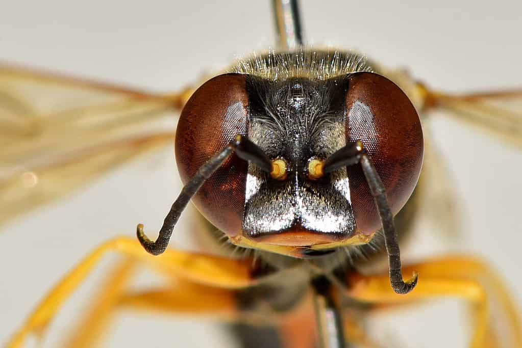 Male sand wasp - There are quite a few differences between the male and female. The male has a large projection below his abdomen and has all black antennae. Female has yellow stalks on its antennae. There are no yellow markings on the top of the male thorax, where the female has yellow markings.