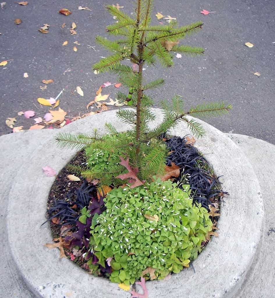 Mill Ends Park in Portland, Oregon is the smallest park in the world.