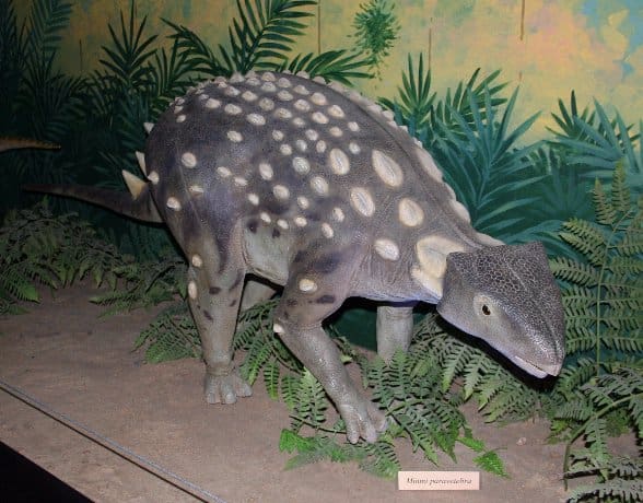 Kunbarrasaurus (formerly Minmi) model, National Dinosaur Museum, Canberra