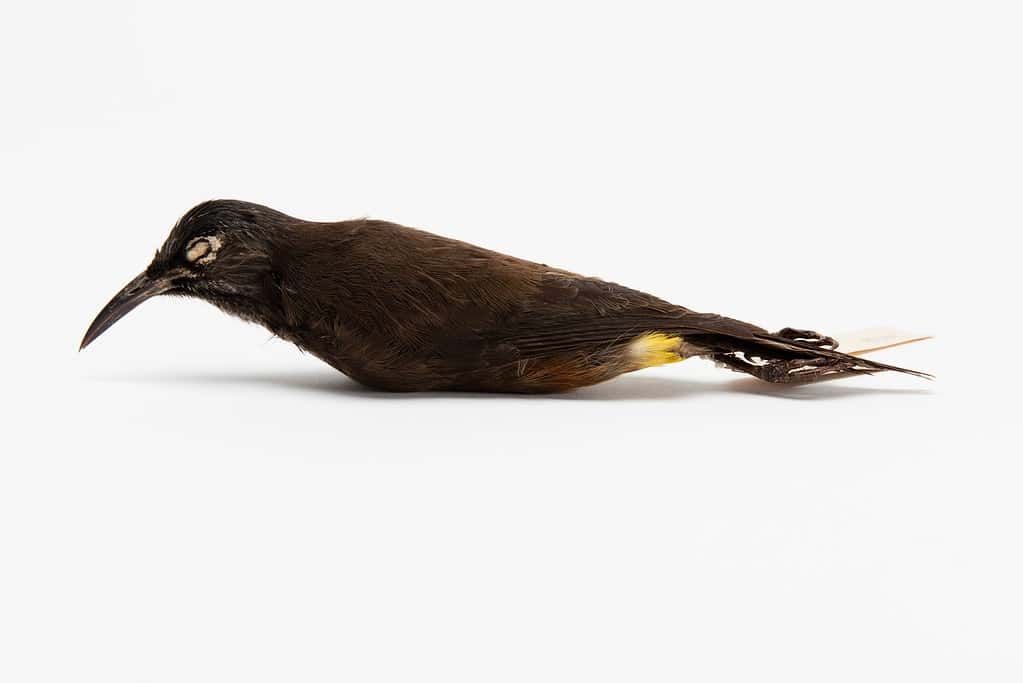 A preserved specimen of the Kauaʻi ʻōʻō species. Officially declared extinct as of 2023. 