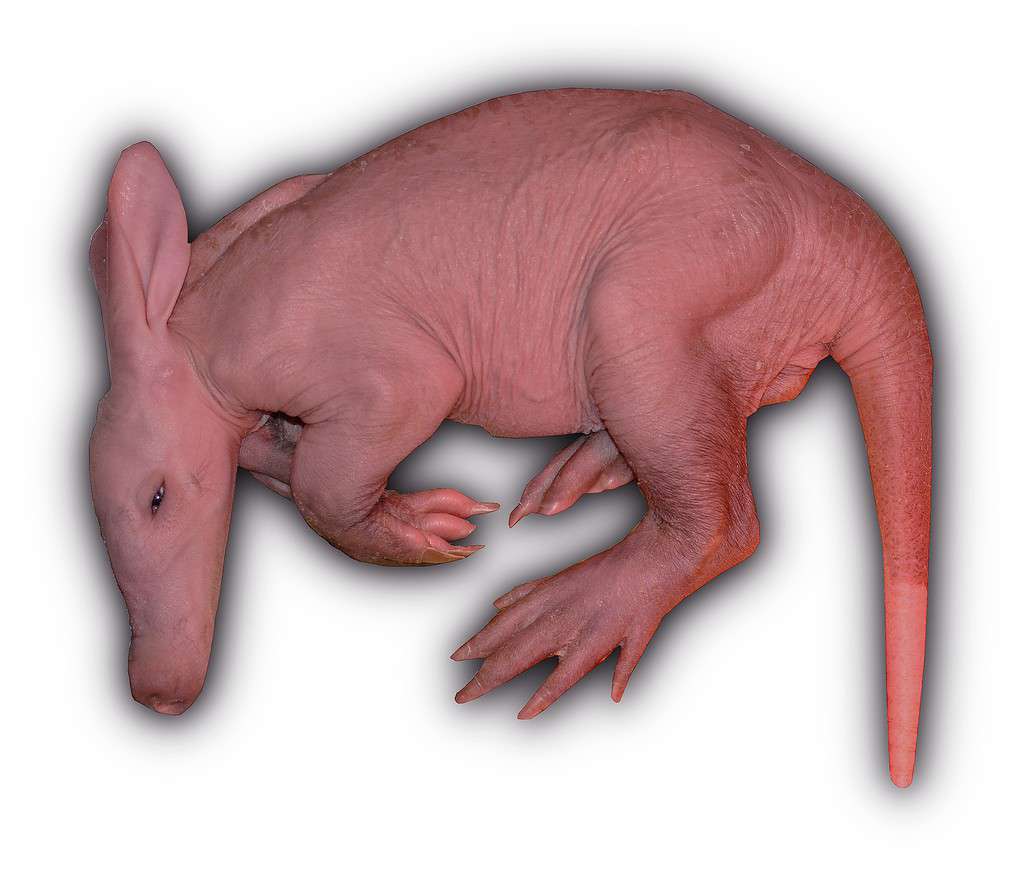 baby aardvark
