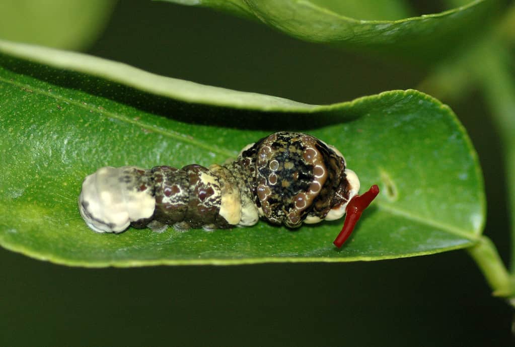  orange dog caterpillar or swallowtail 