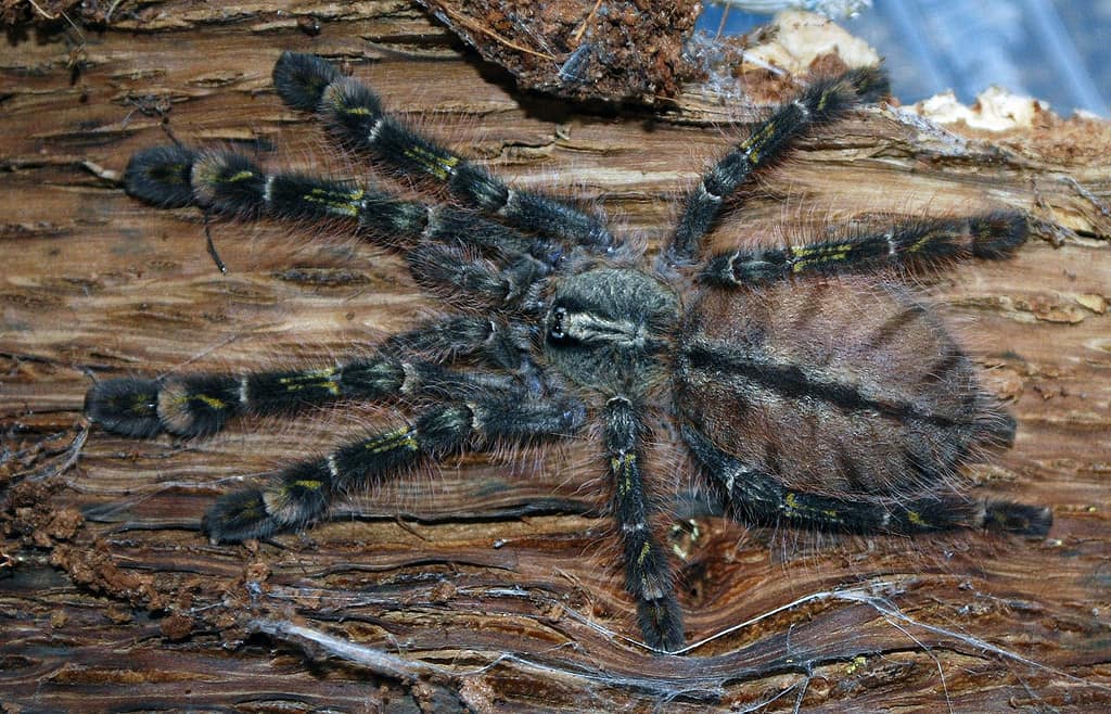 Slate-Red Ornamental Tarantula