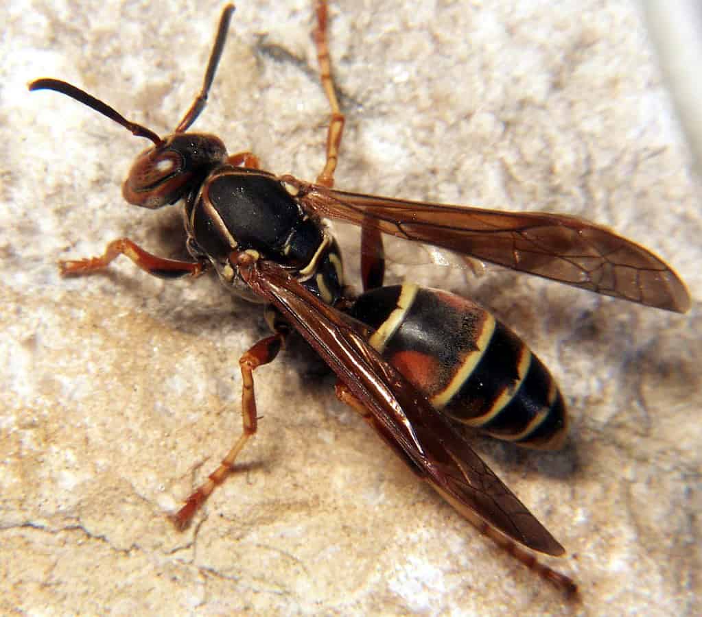 Paper wasp - Poliste fuscatus sterile female worker