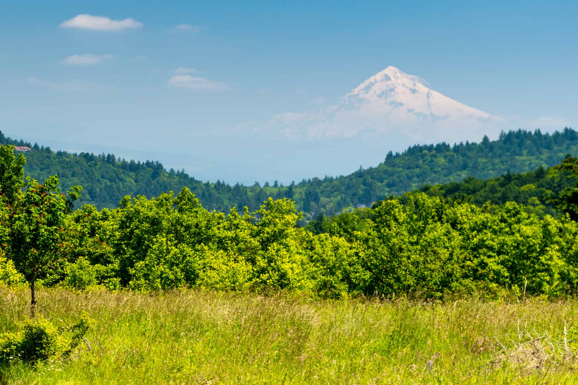 Powell Butte Nature Park in southeast Portland with Mt. Hood in the background.