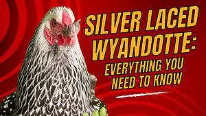 Silver Laced Wyandotte: Characteristics, Egg Production, Price, and More! Picture