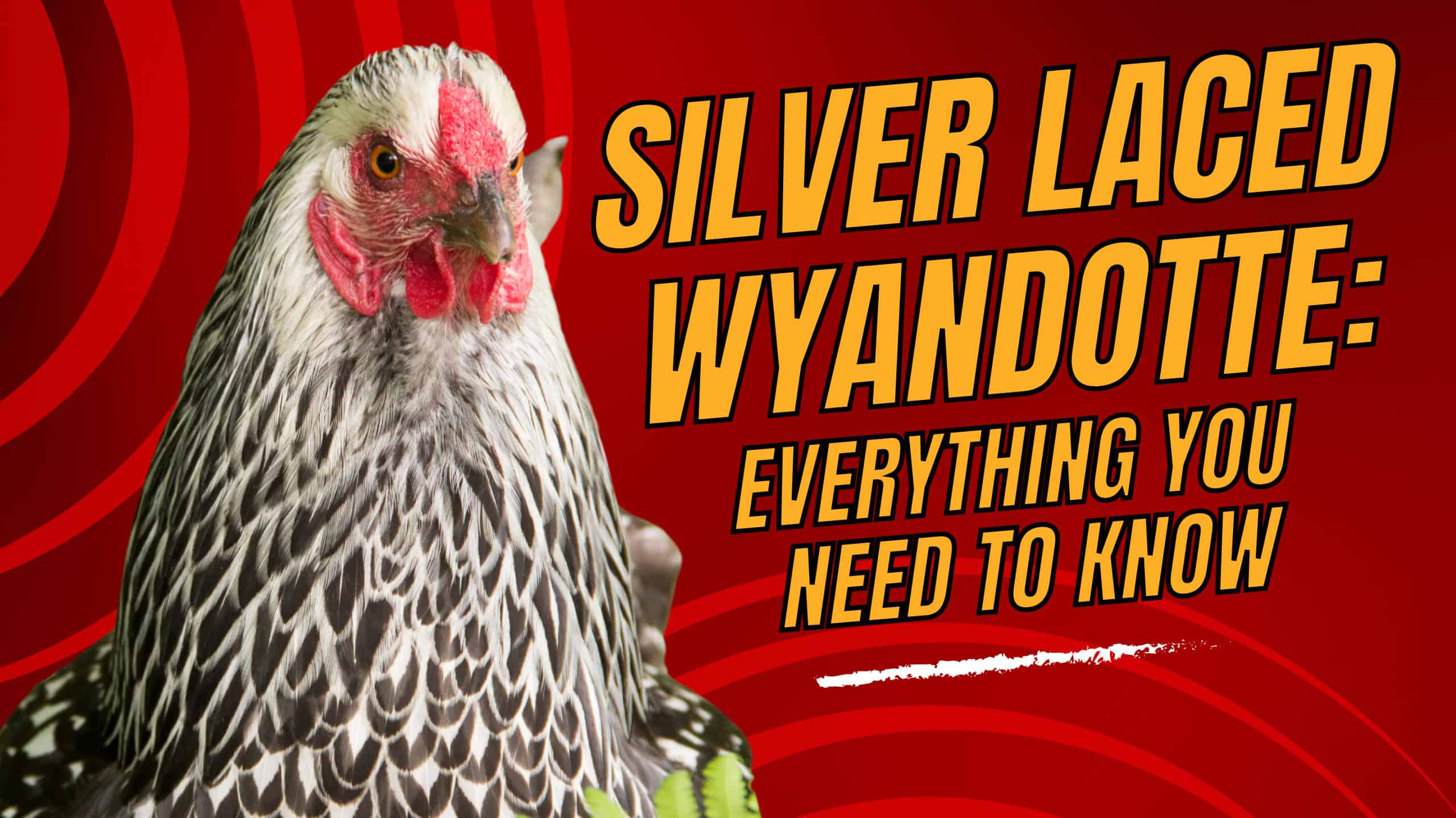 Silver Laced Wyandotte
