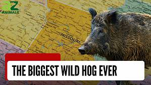 The Largest Wild Hog Ever Caught in Missouri Picture
