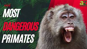 The Top 10 Most Dangerous Primates in the World Picture