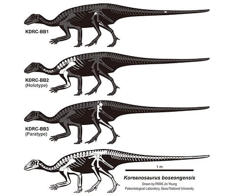 37 Dinosaurs That Start With K - A-Z Animals