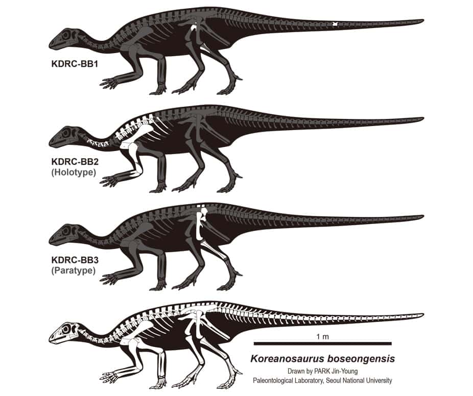 Skeletal diagram of Koreanosaurus boseongensis. (From top to bottom) KDRC-BB1, KDRC-BB2 (holotype), KDRC-BB3 (paratype), and skeletal reconstruction.