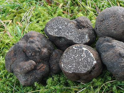 A 5 Types of Truffle Mushrooms