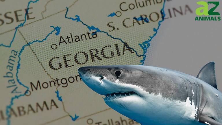 GA Shark