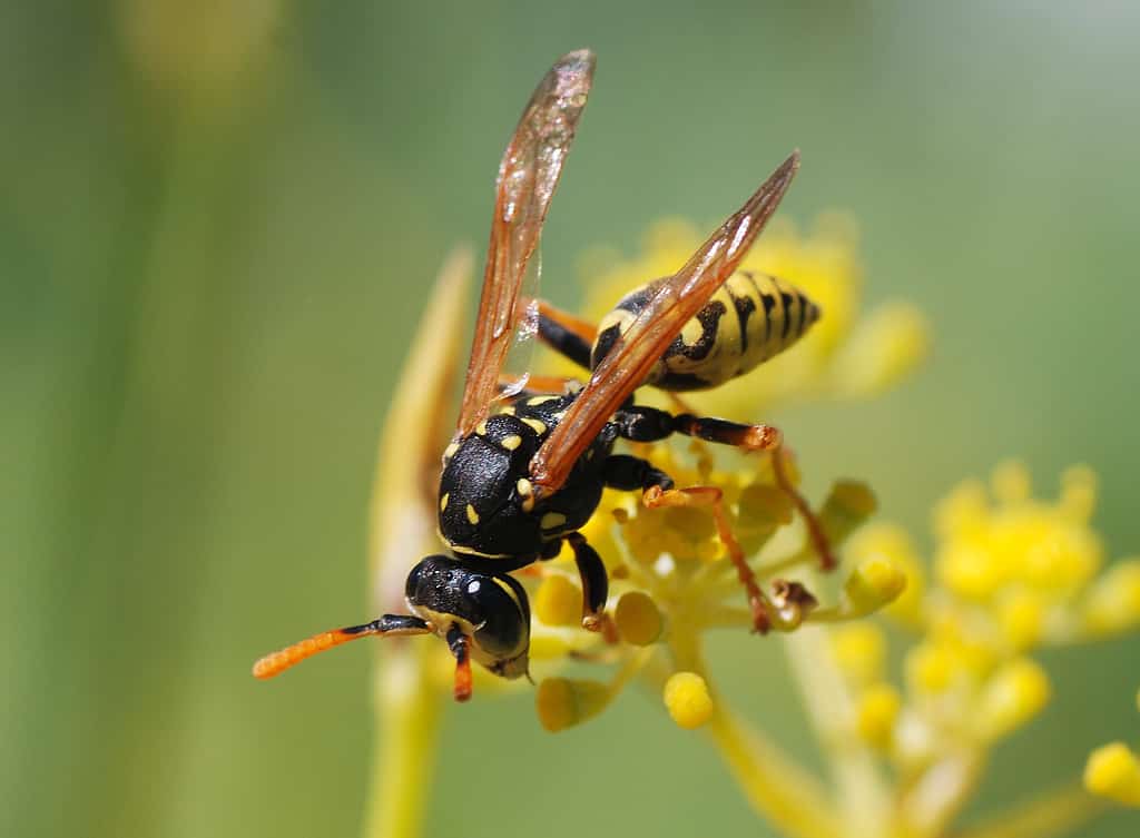Male paper wasp
