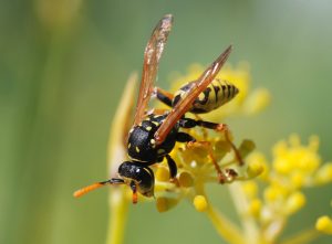 Surprising But True… Wasps Are Actually Important Pollinators And Valuable to Nature Picture