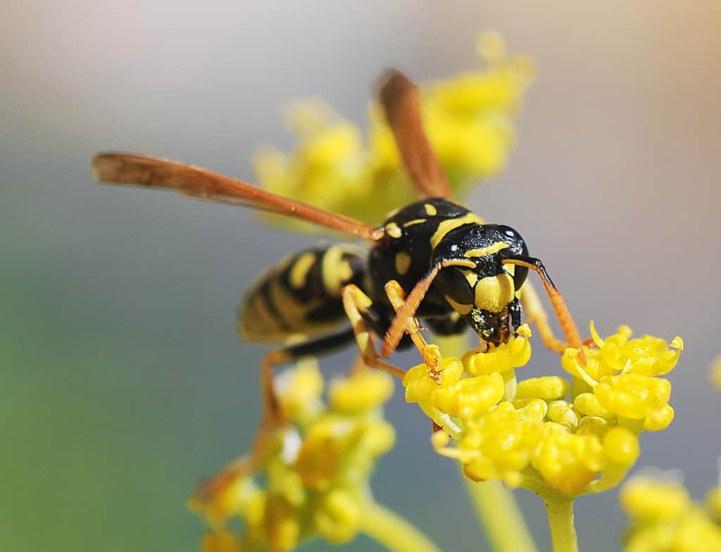 Female paper wasp