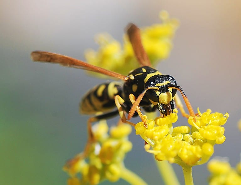 Female paper wasp