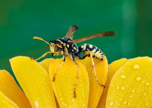Male vs Female Wasps: 13 Key Differences and Roles Picture