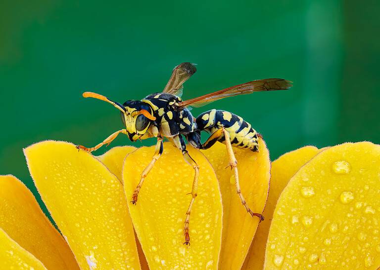 European paper wasp (Polistes dominula) male