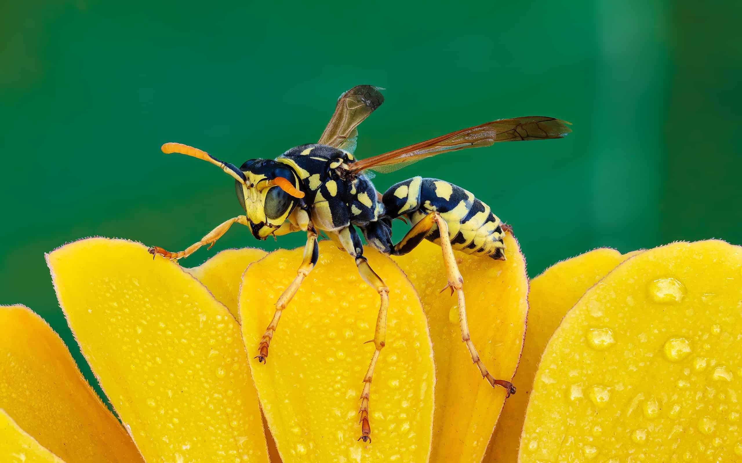 European paper wasp (Polistes dominula) male