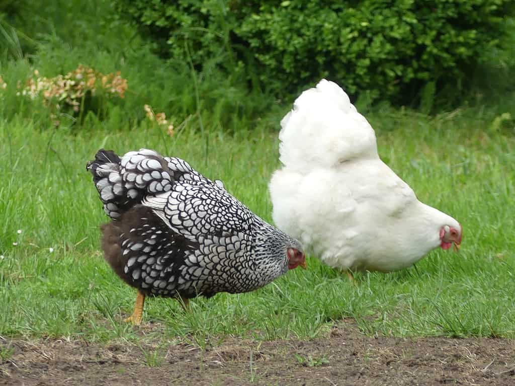 Silver laced Wyandotte chickens have no problem making friends and fitting in just fine with other breeds.