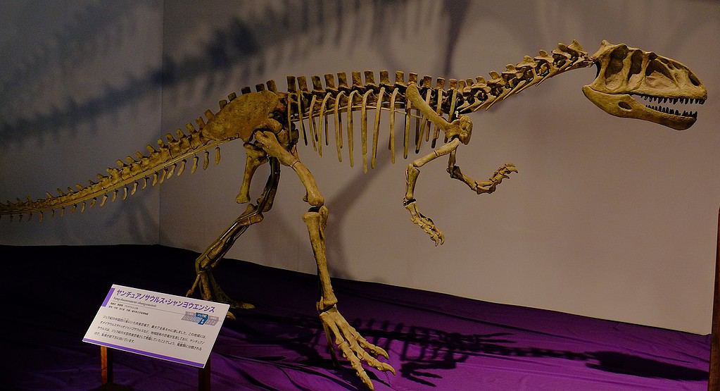 Yangchuanosaurus_skeleton