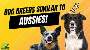 9 Dog Breeds Most Similar to Australian Shepherds Picture