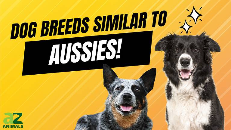Similar to Aussies