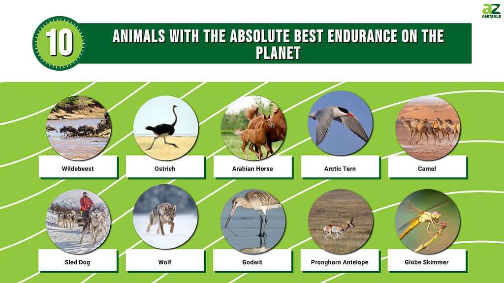 10 Animals with the Absolute Best Endurance on the Planet