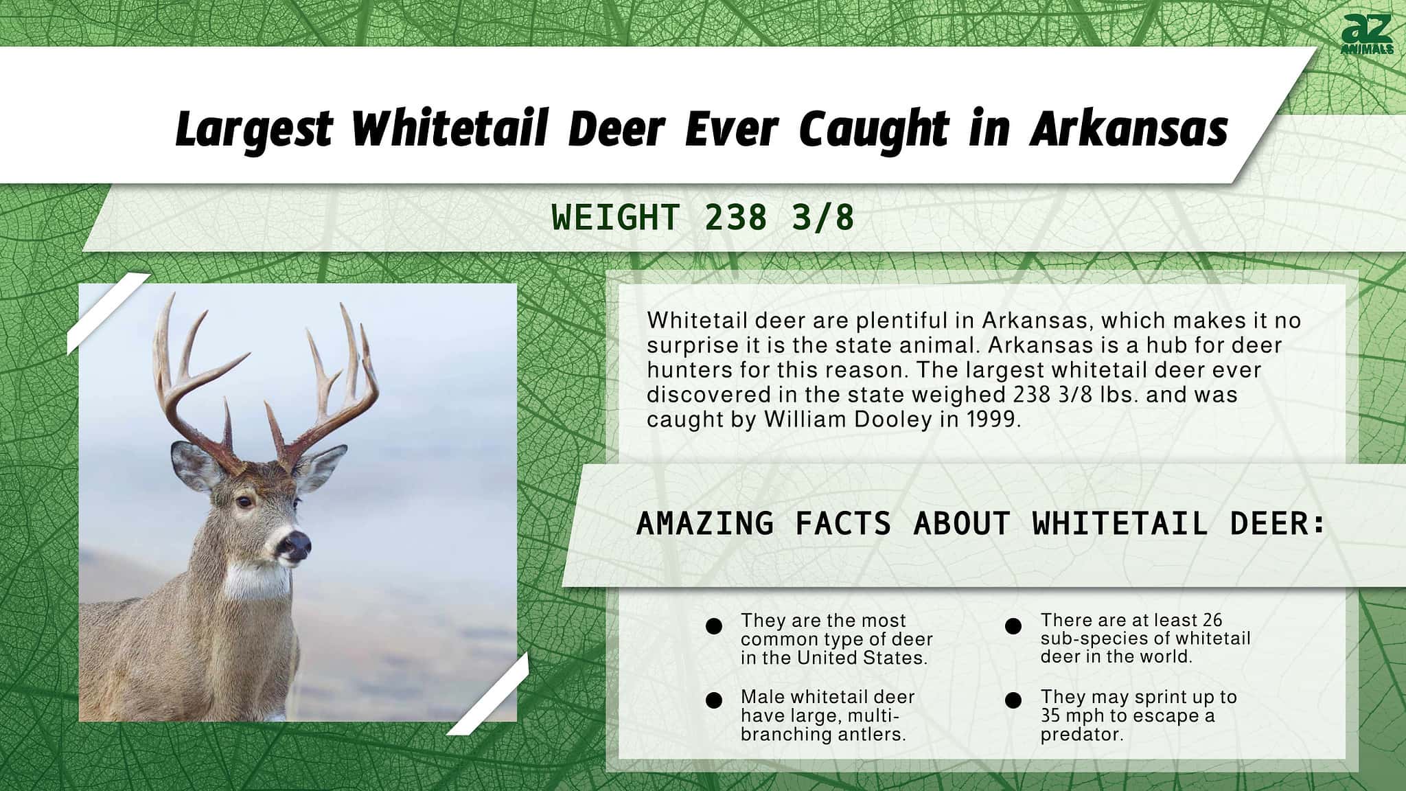 The Largest Whitetail Deer Ever Caught In Arkansas - A-Z Animals